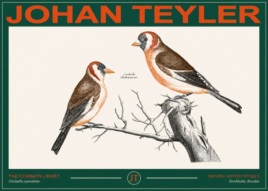 Johan Teyler The Common Linnet No2 - Póster