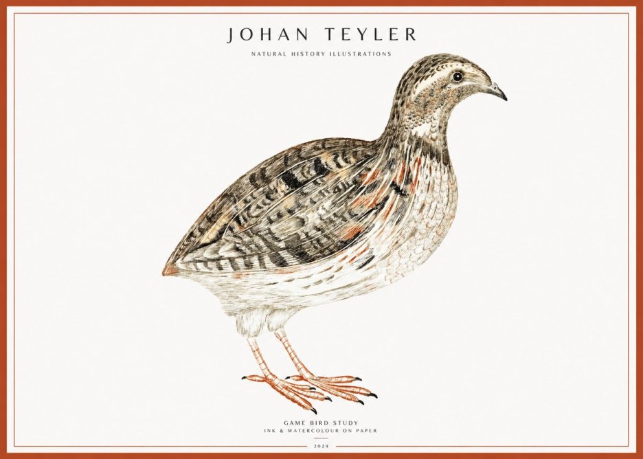 Johan Teyler Game Bird Study No1 - Póster