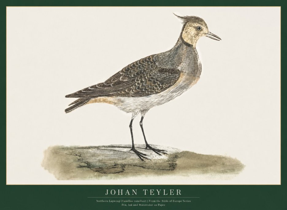 Johan Teyler Northern Lapwing (Vanellus Vanellus) No1 - Póster