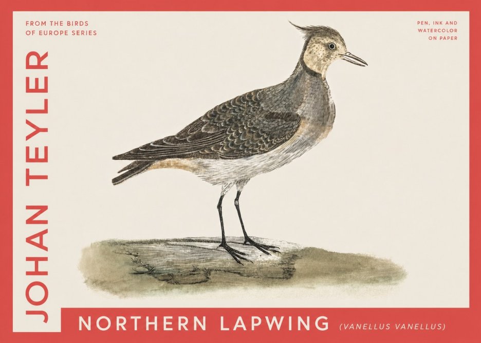 Johan Teyler Northern Lapwing (Vanellus Vanellus) No4 - Póster