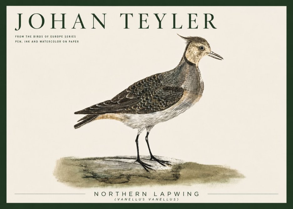 Johan Teyler Northern Lapwing (Vanellus Vanellus) No5 - Póster