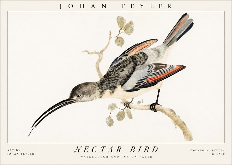 Johan Teyler Nectar Bird No1 - Póster