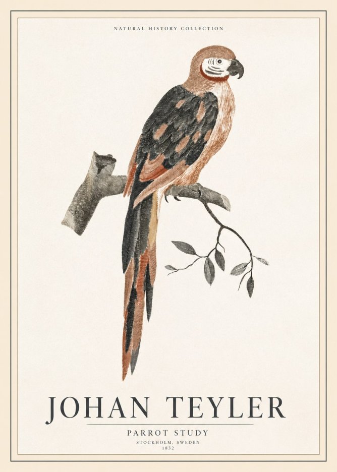 Johan Teyler Parrot Study I No1 - Póster