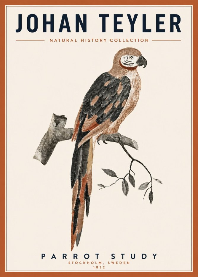 Johan Teyler Parrot Study I No3 - Póster