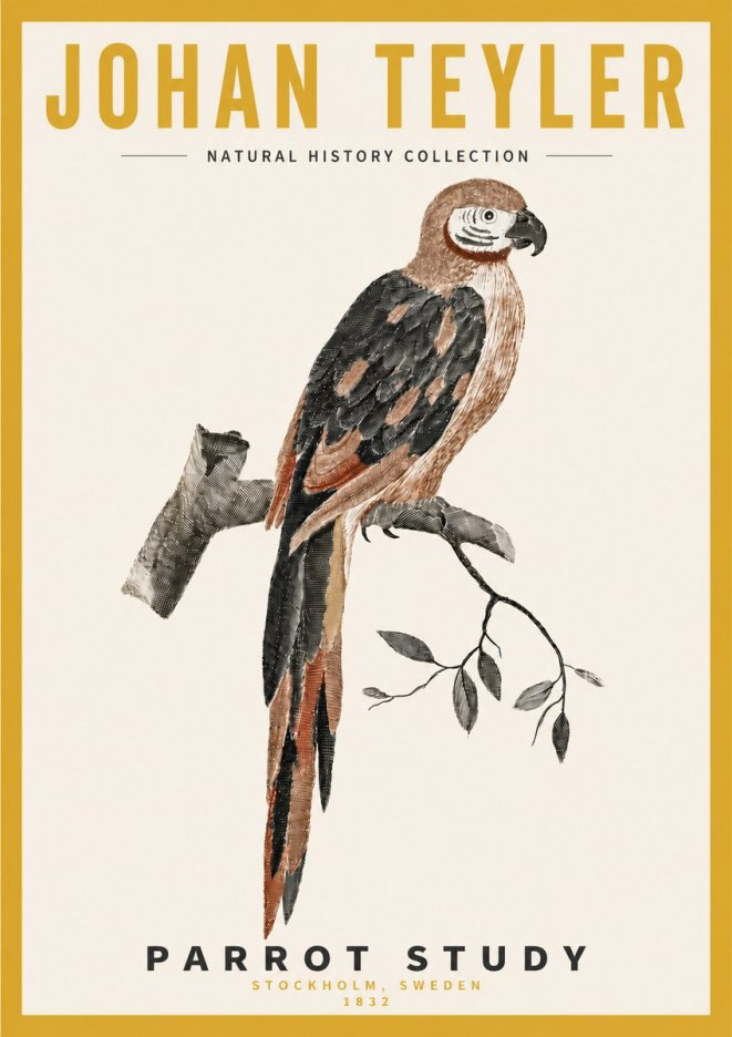 Johan Teyler Parrot Study I No4 - Póster