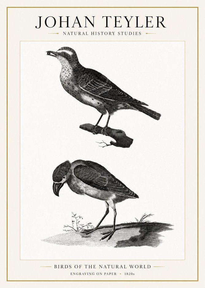 Johan Teyler Birds of the Natural World No1 - Póster