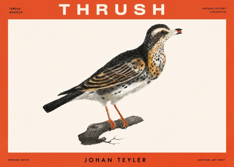 Johan Teyler Thrush No2 - Póster