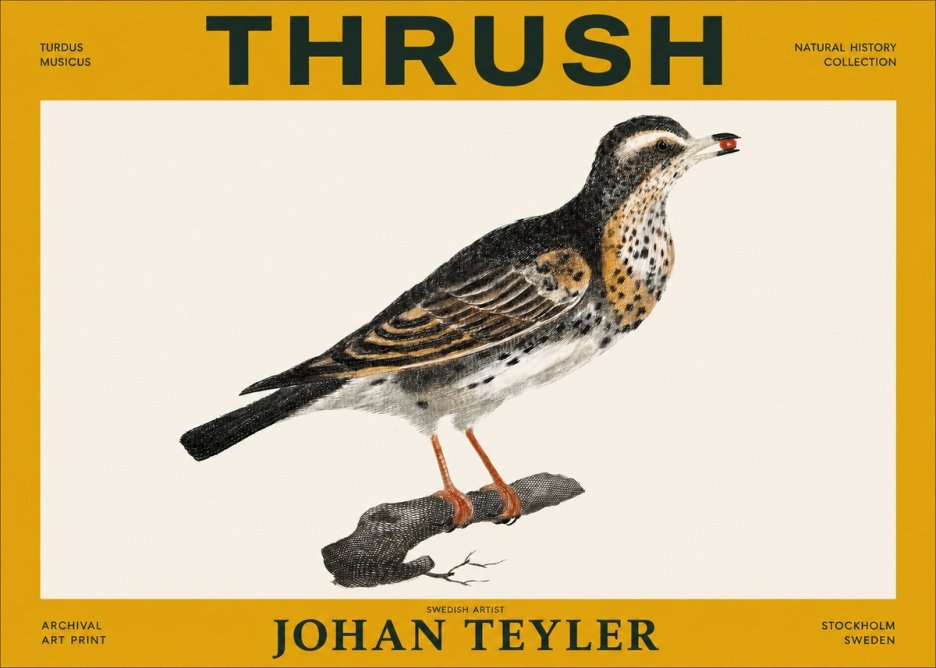 Johan Teyler Thrush No3 - Póster