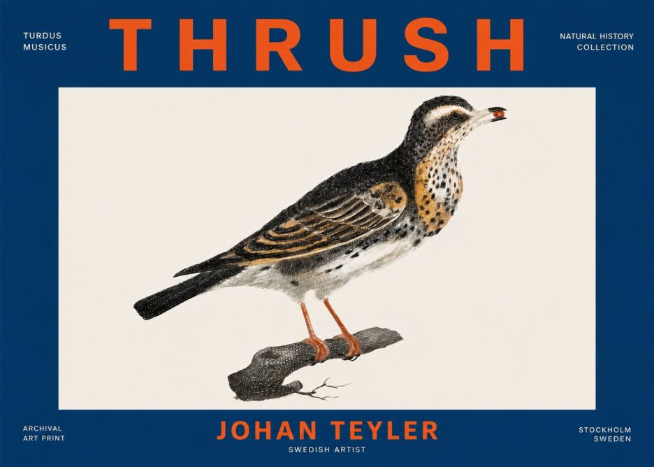 Johan Teyler Thrush No4 - Póster