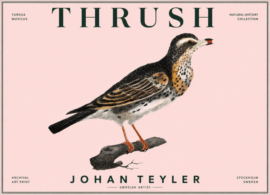 Johan Teyler Thrush No6 - Póster
