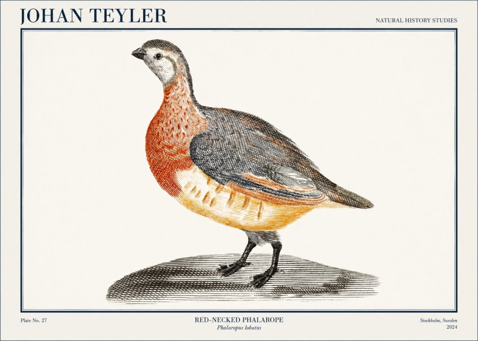Johan Teyler Red-necked Phalarope No1 - Póster
