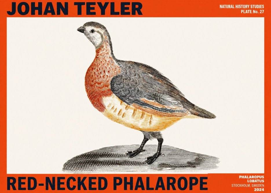 Johan Teyler Red-necked Phalarope No2 - Póster