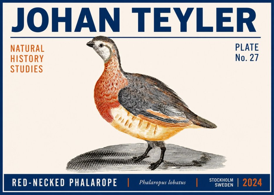 Johan Teyler Red-necked Phalarope No6 - Póster