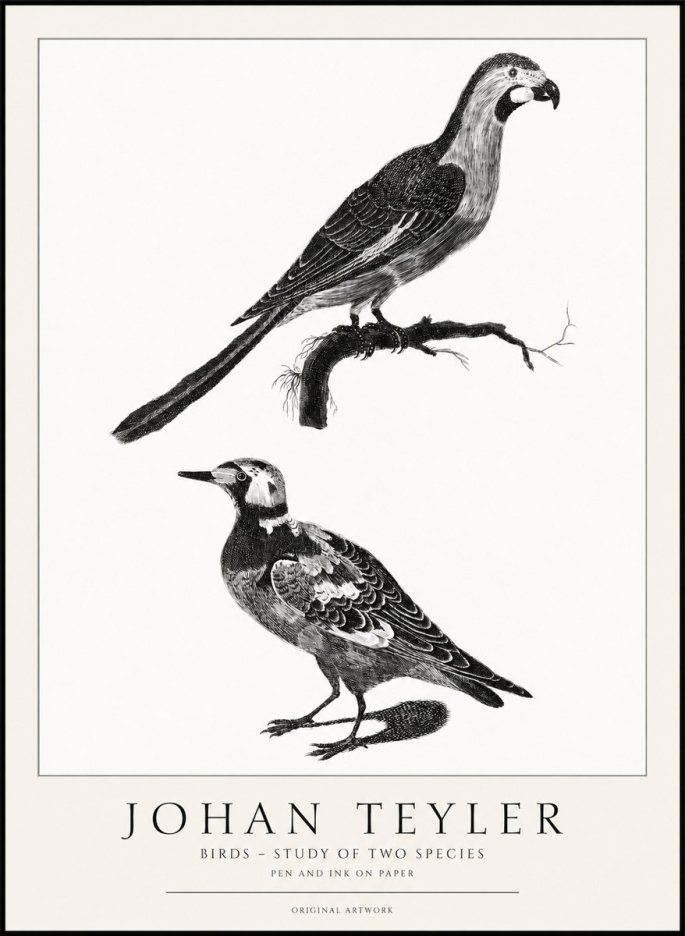 Johan Teyler Birds - Study of Two Species No1 - Póster
