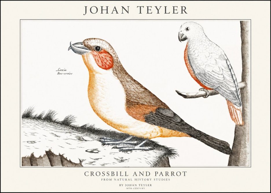 Johan Teyler Crossbill and Parrot No1 - Póster