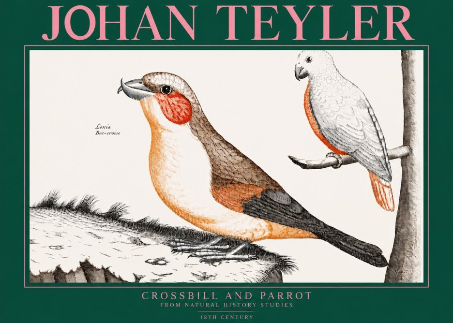 Johan Teyler Crossbill and Parrot No3 - Póster