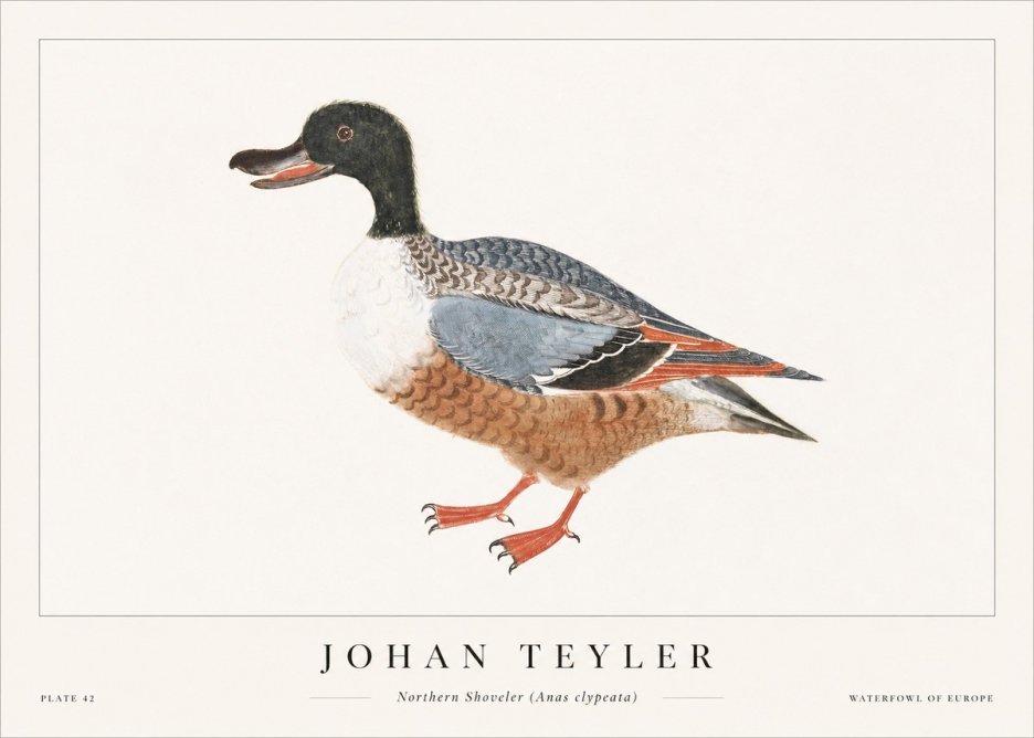 Johan Teyler Northern Shoveler (Anas Clypeata) No1 - Póster