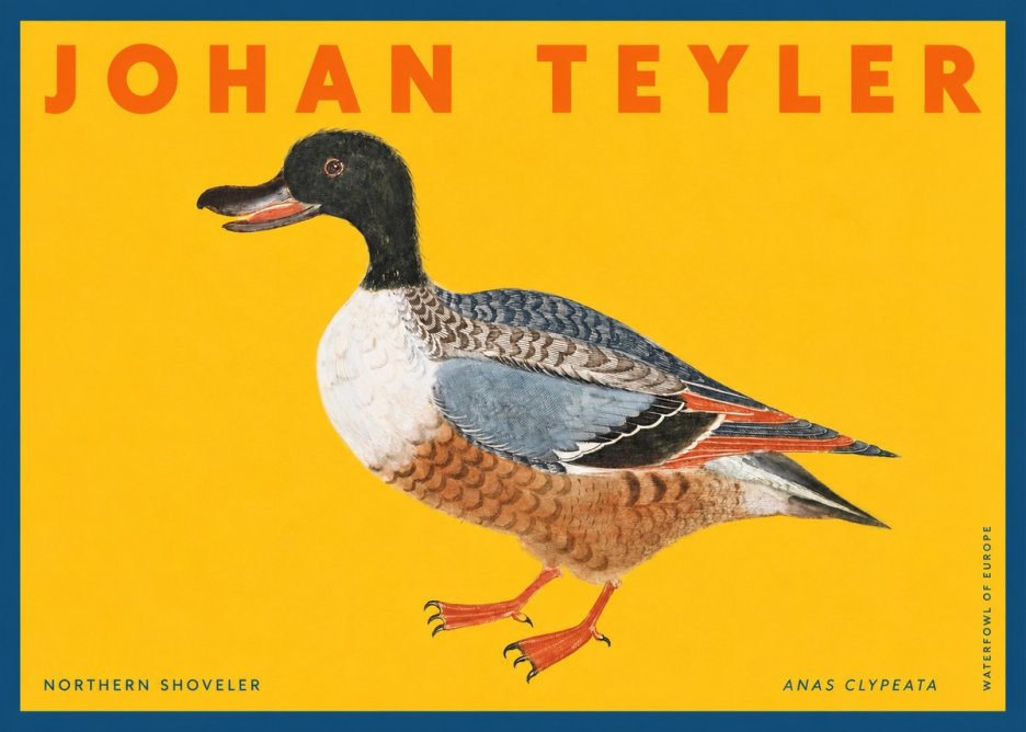 Johan Teyler Northern Shoveler (Anas Clypeata) No2 - Póster