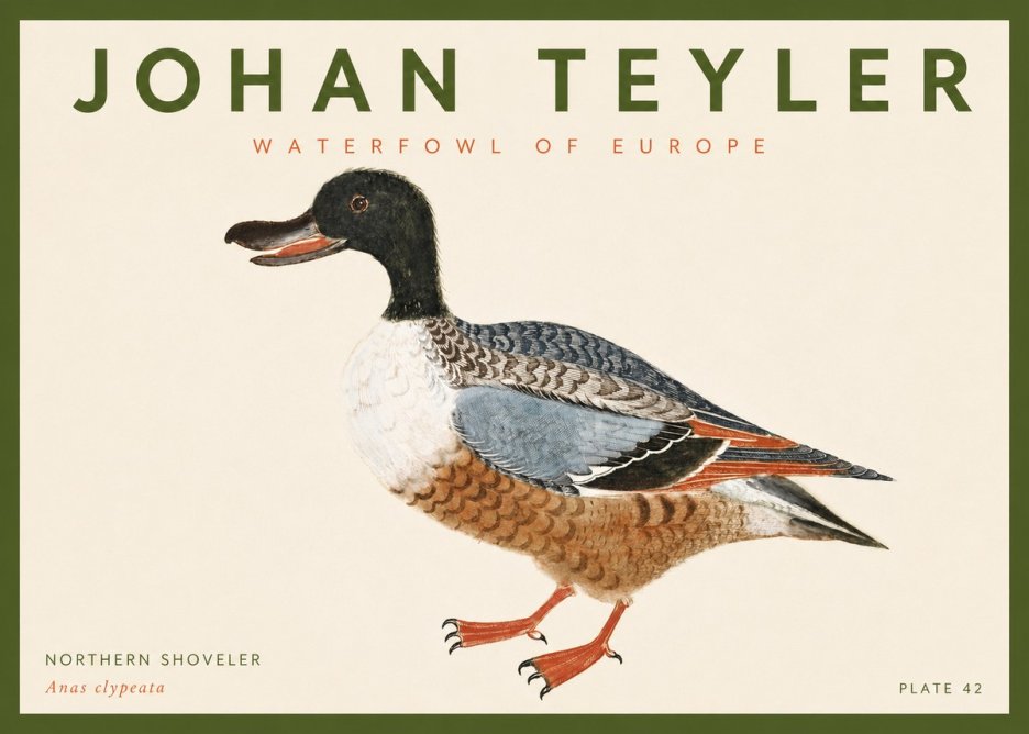 Johan Teyler Northern Shoveler (Anas Clypeata) No4 - Póster