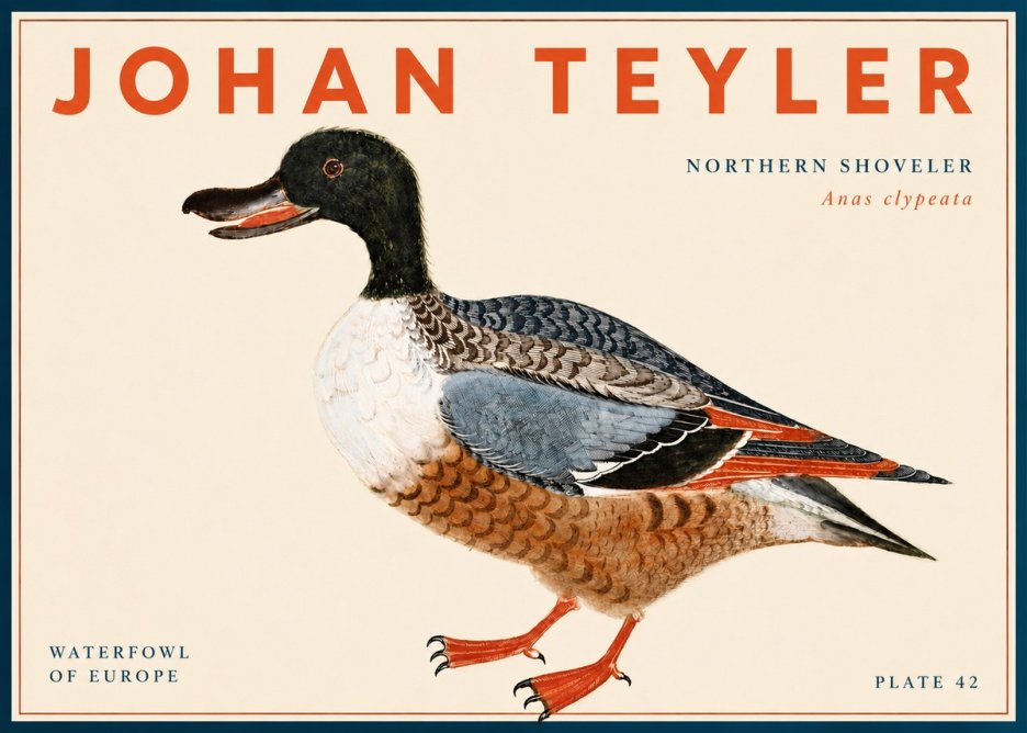 Johan Teyler Northern Shoveler (Anas Clypeata) No6 - Póster