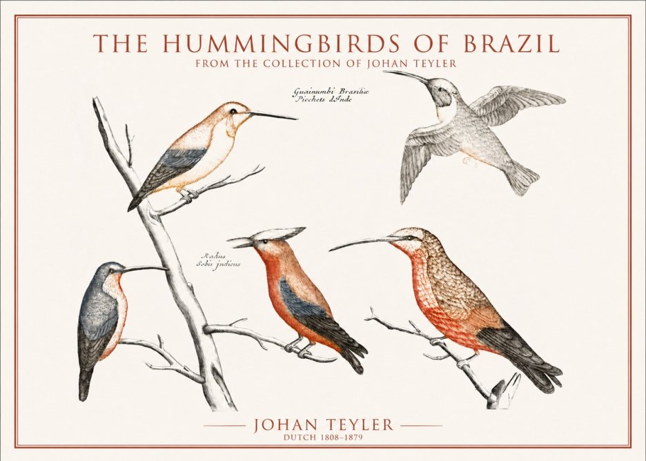 Johan Teyler The Hummingbirds of Brazil from the Collection of Johan Teyler No1 - Póster