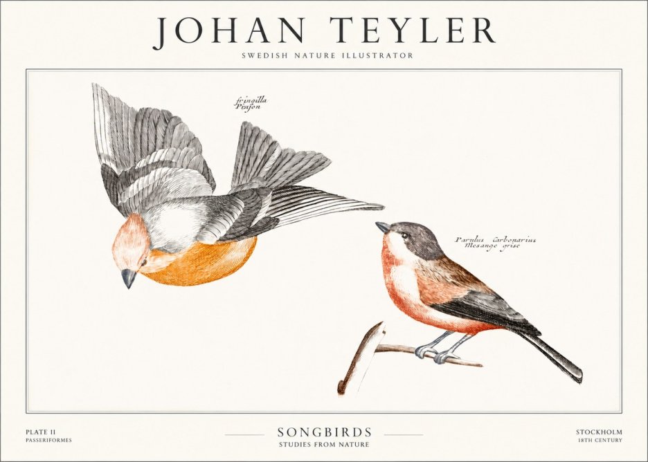 Johan Teyler Songbirds - Plate Ii No1 - Póster