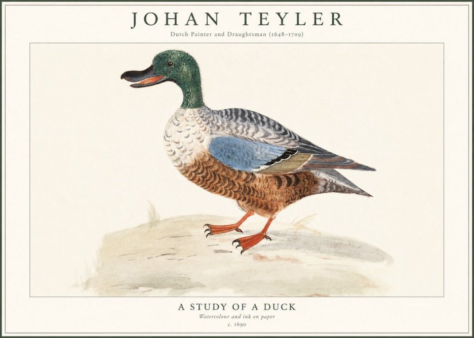 Johan Teyler A Study of a Duck No1 - Póster