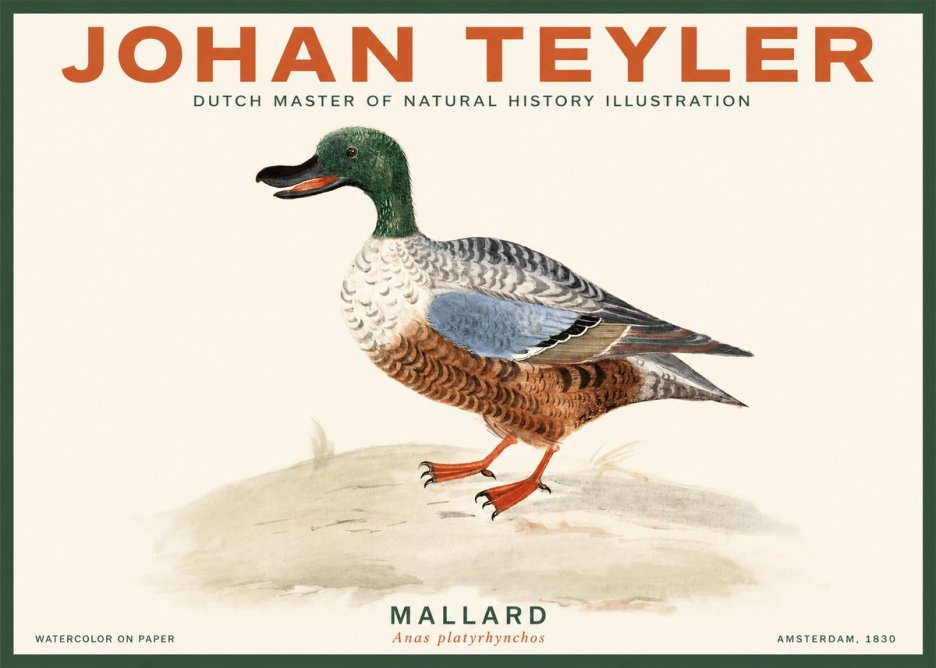Johan Teyler A Study of a Duck No3 - Póster