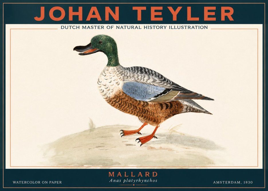 Johan Teyler A Study of a Duck No4 - Póster