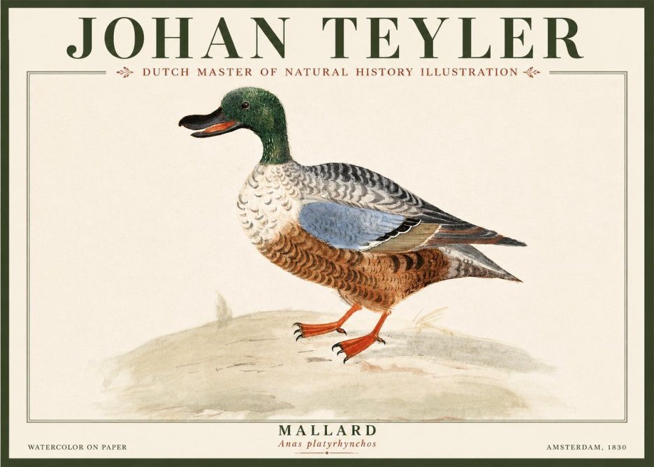 Johan Teyler A Study of a Duck No5 - Póster