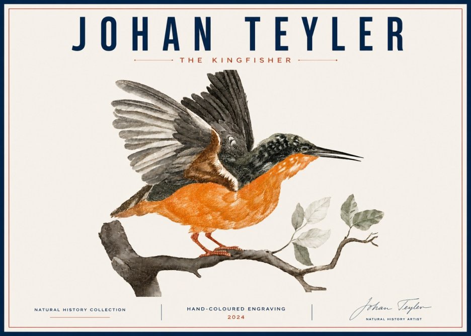 Johan Teyler Kingfisher No6 - Póster