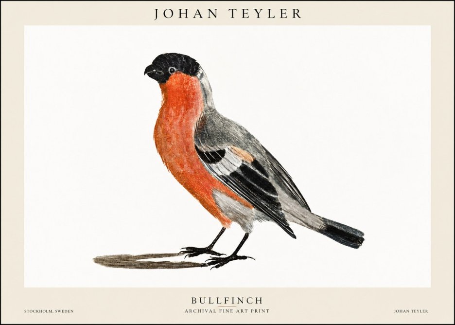 Johan Teyler Bullfinch No1 - Póster