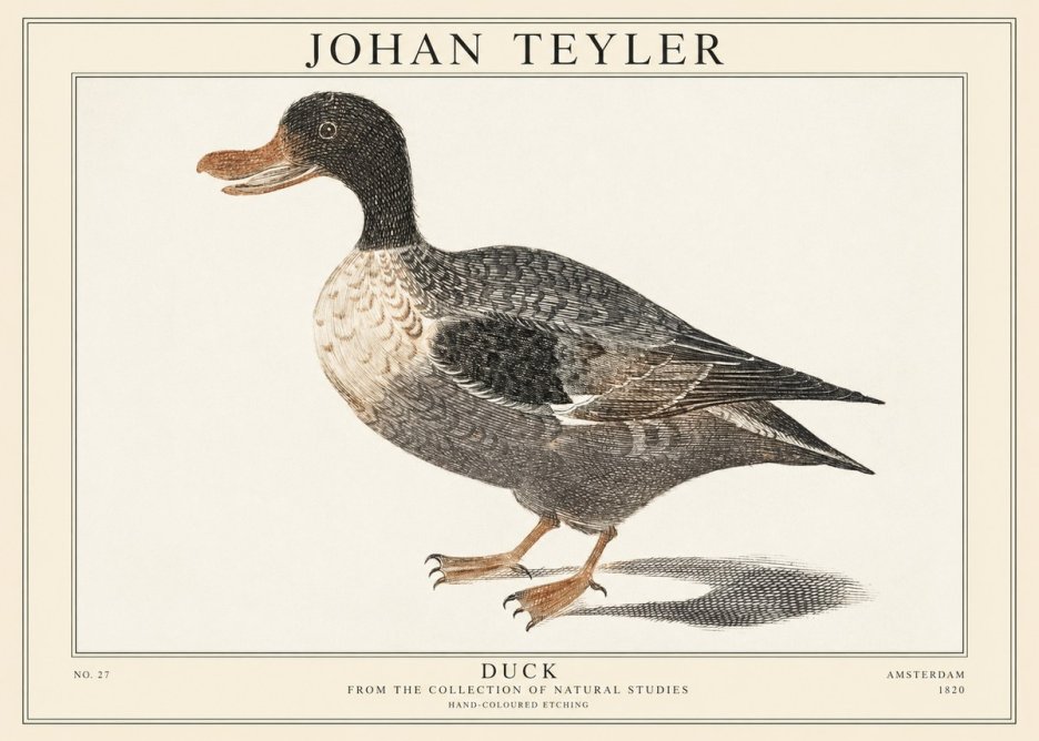 Johan Teyler Duck I No1 - Póster