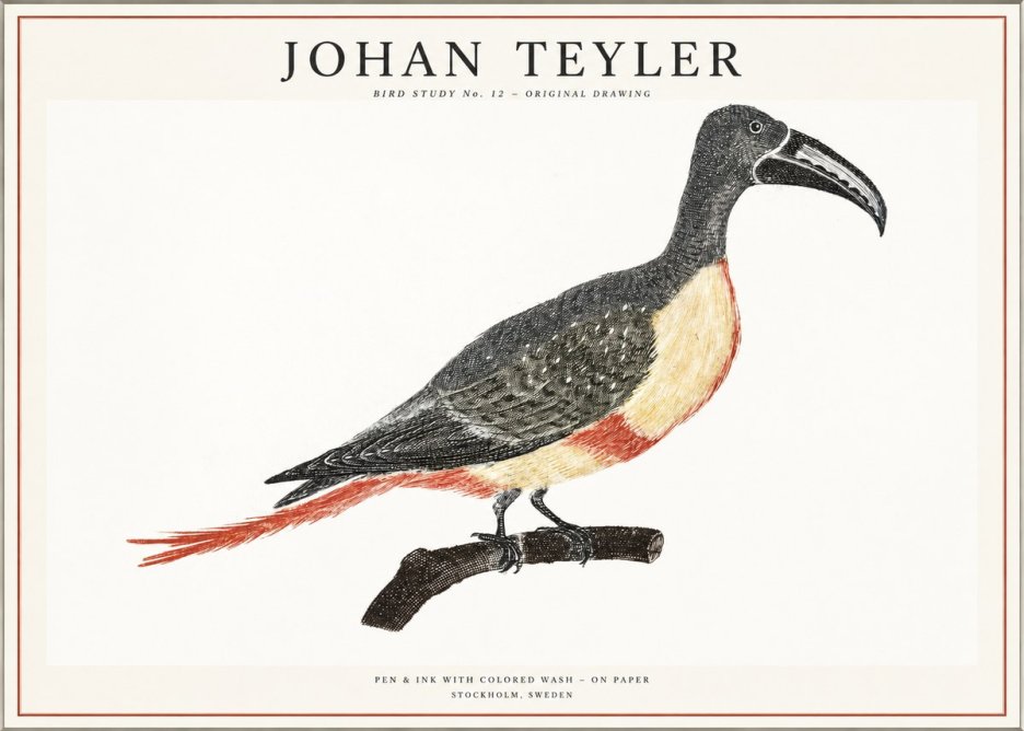 Johan Teyler Bird Study No. 12 - Original Drawing No1 - Póster