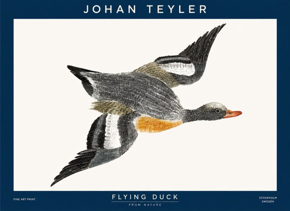 Johan Teyler Flying Duck No1 - Póster