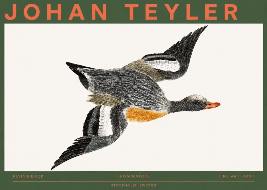 Johan Teyler Flying Duck No2 - Póster