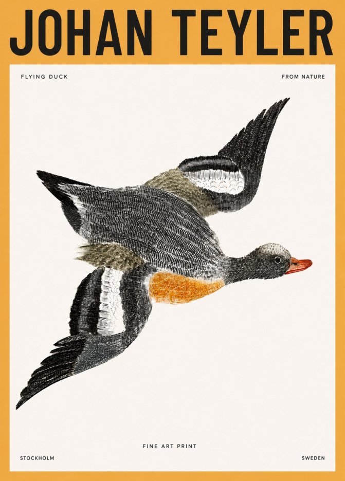 Johan Teyler Flying Duck No3 - Póster