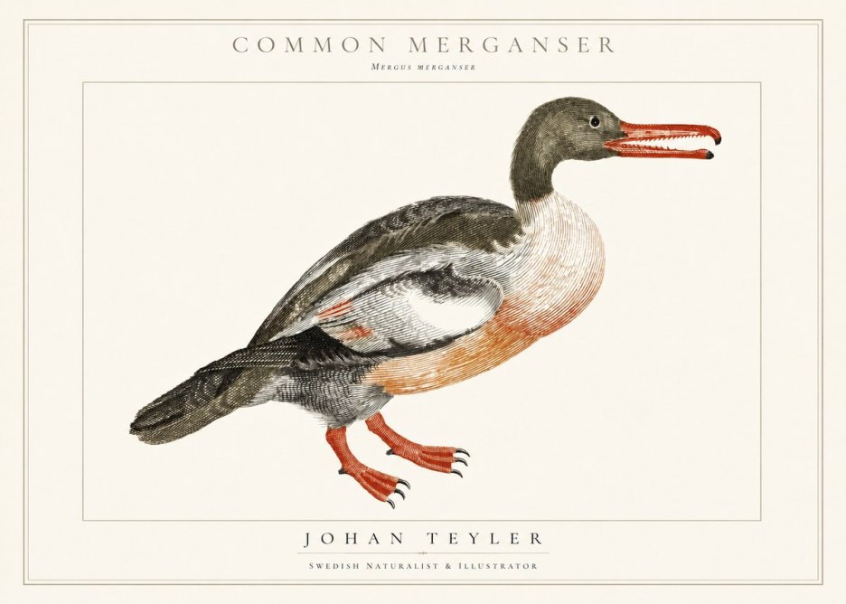 Johan Teyler Common Merganser No1 - Póster