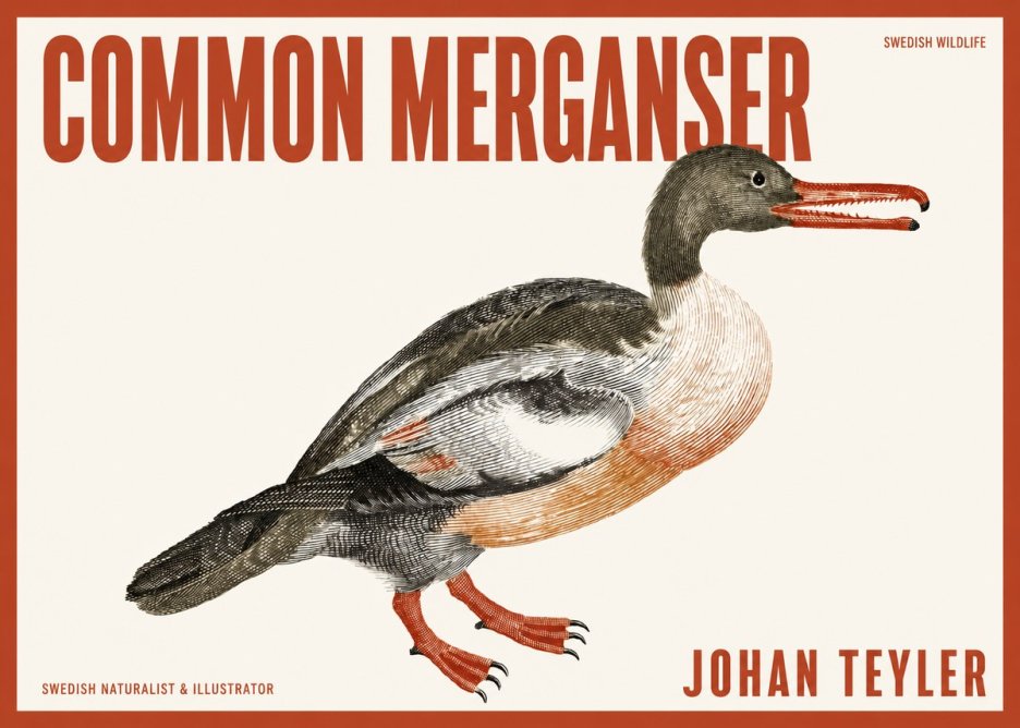 Johan Teyler Common Merganser No2 - Póster