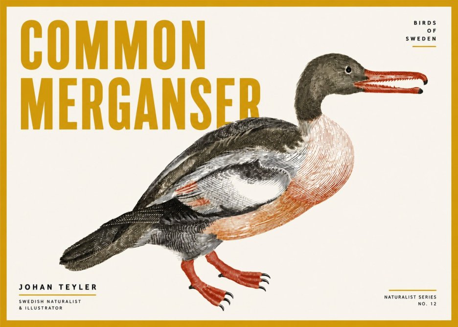 Johan Teyler Common Merganser No4 - Póster