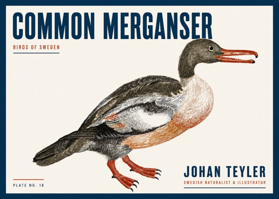 Johan Teyler Common Merganser No6 - Póster