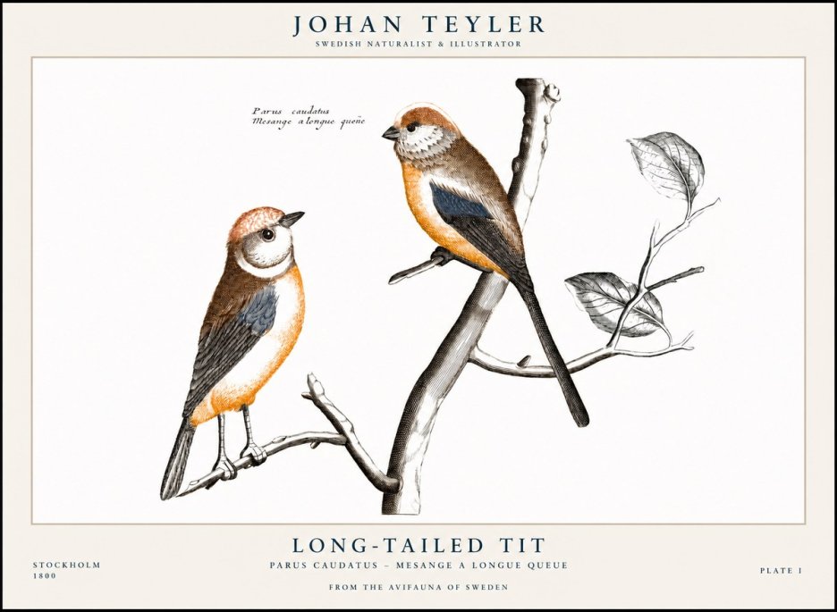 Johan Teyler Long-tailed Tit No1 - Póster
