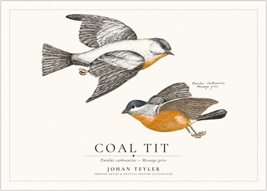 Johan Teyler Coal Tit No1 - Póster