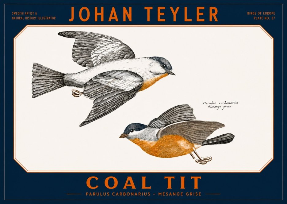 Johan Teyler Coal Tit No2 - Póster