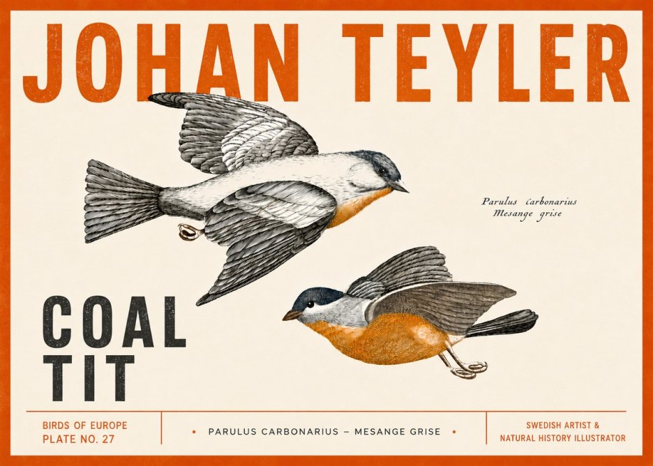 Johan Teyler Coal Tit No5 - Póster
