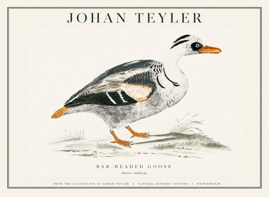 Johan Teyler Bar-headed Goose No1 - Póster