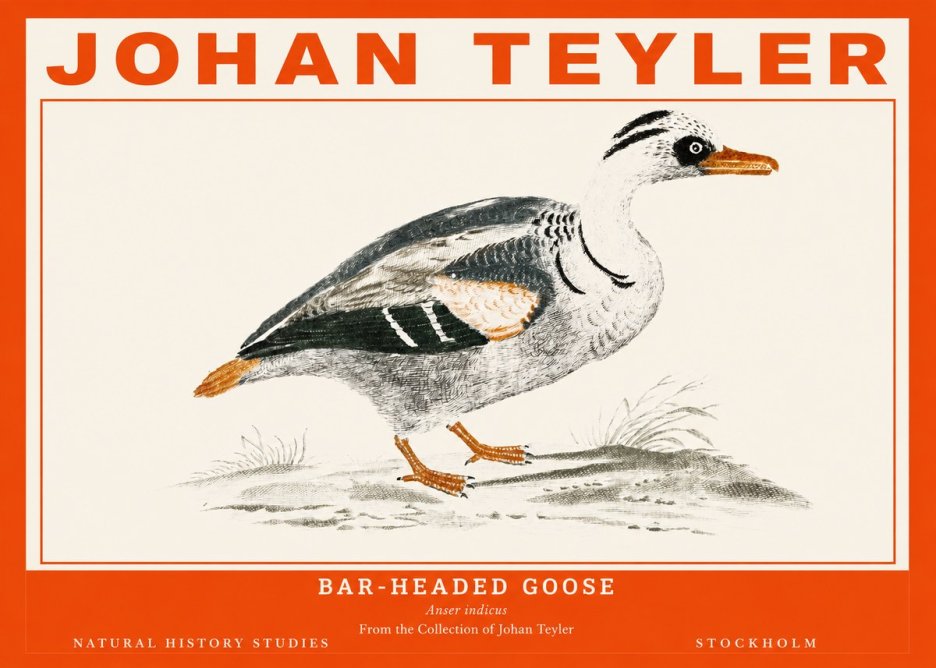 Johan Teyler Bar-headed Goose No2 - Póster