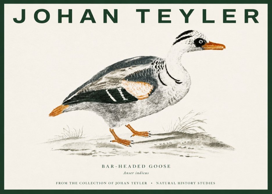 Johan Teyler Bar-headed Goose No3 - Póster