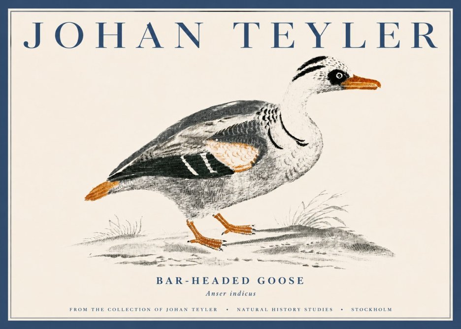 Johan Teyler Bar-headed Goose No4 - Póster