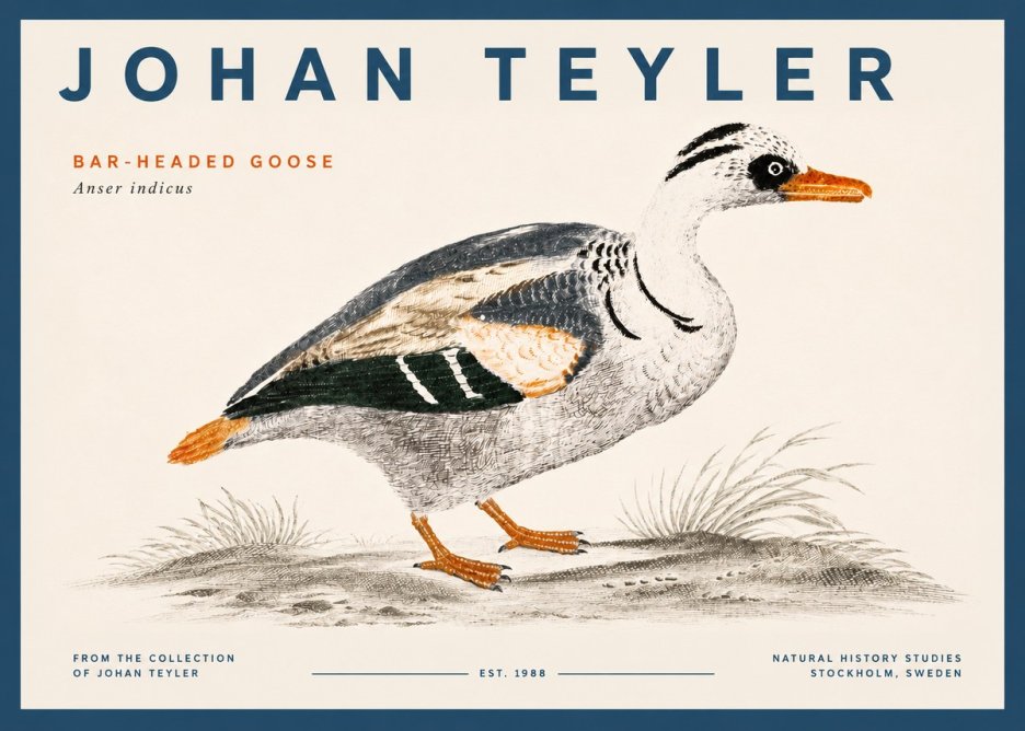 Johan Teyler Bar-headed Goose No5 - Póster